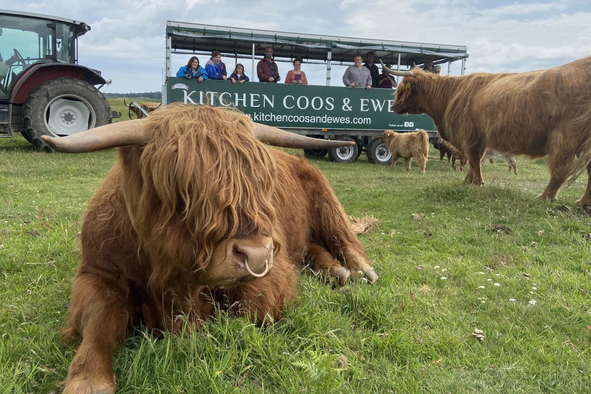 A safari trailer tour at Kitchen Coos and Ewes.jpg